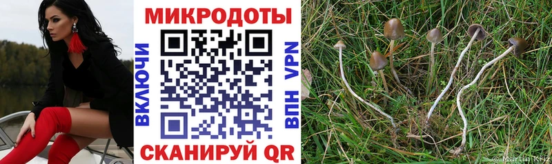 Псилоцибиновые грибы Psilocybine cubensis  блэк спрут ССЫЛКА  Перевоз 